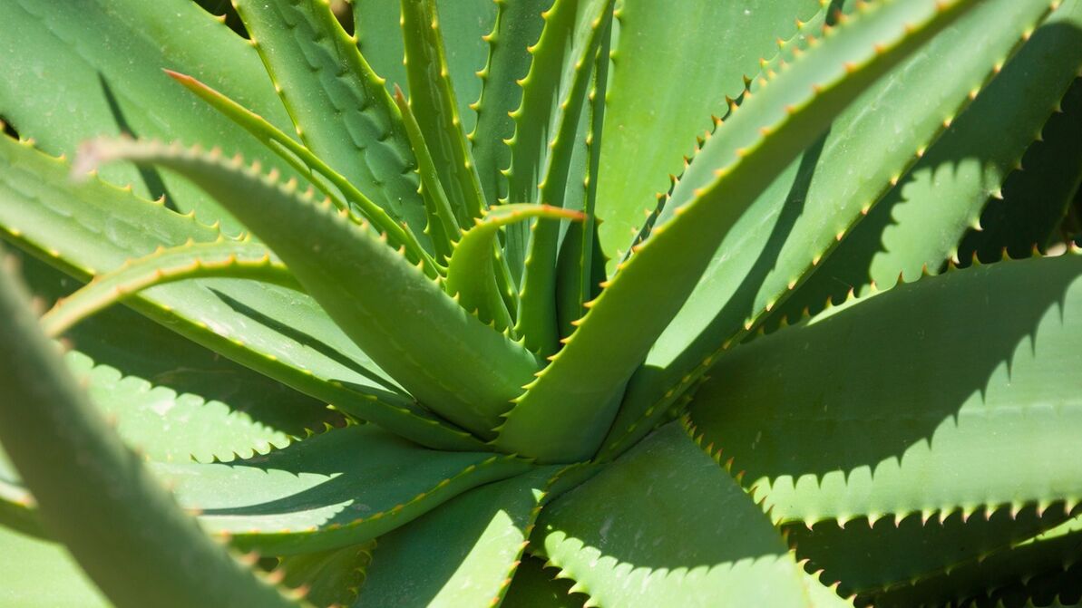 Aloe in Hondrofrost